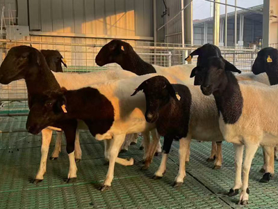 魯西黑頭羊繁育基地